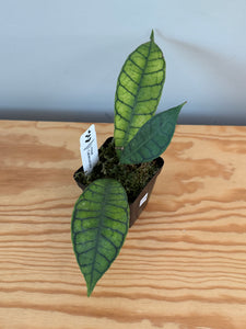 246. Hoya Callistophylla