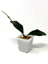 Load image into Gallery viewer, Hoya Hamiltoniorum