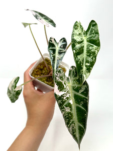 Alocasia Bambino Pink Variegated I