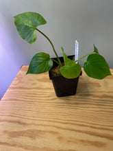 Load image into Gallery viewer, 40. Homalomena Rubescens Variegated (reverted)