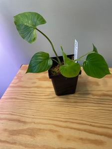 40. Homalomena Rubescens Variegated (reverted)