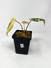 Load image into Gallery viewer, Philodendron Gloriosum Variegated A