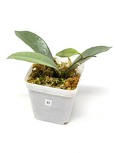 Load image into Gallery viewer, Hoya Wilbur Graves Silver B