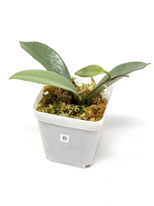 Hoya Wilbur Graves Silver B