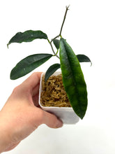 Load image into Gallery viewer, Hoya Sammannaniana