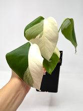 Load image into Gallery viewer, Monstera Deliciosa Albo Variegated G