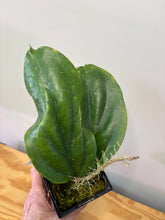 Load image into Gallery viewer, 109. Hoya Lambii