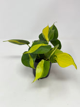 Load image into Gallery viewer, Philodendron Brazil