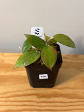 Load image into Gallery viewer, 150. Hoya Pottsii