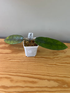 311. Hoya Stenaokei
