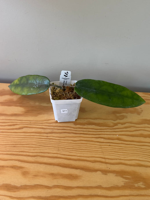 311. Hoya Stenaokei