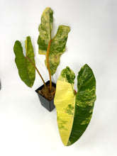 Load image into Gallery viewer, Philodendron Billietiae Variegated A