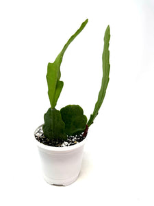 Epiphyllum ‘Orchid Cactus’ (Ships within Canada only)