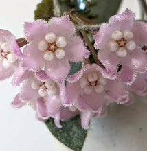 Load image into Gallery viewer, Hoya Thomsonii Splash