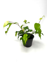 Load image into Gallery viewer, Ficus Benjamina ‘Little Leaf’
