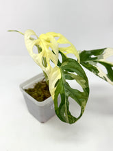 Load image into Gallery viewer, Monstera Adansonii Albo Variegated F