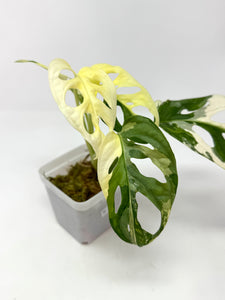 Monstera Adansonii Albo Variegated F
