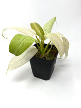 Load image into Gallery viewer, Philodendron Whipple Way A