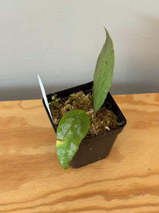 333. Hoya Caudata Silver