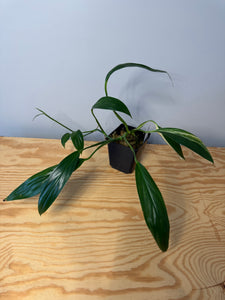 2. Epipremnum Amplissimum Variegated