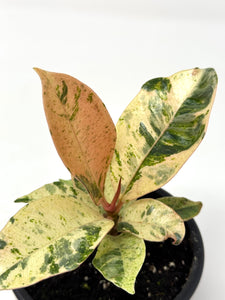 Ficus Shivereana Moonshine (Ships within Canada only)