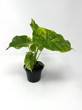 Load image into Gallery viewer, Alocasia Odora Aurea Variegated