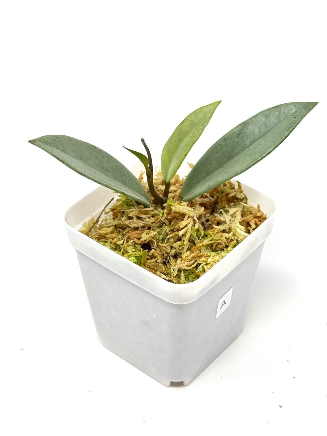 Hoya Wilbur Graves Silver A
