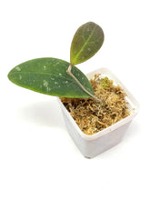 Load image into Gallery viewer, Hoya Rintzii (Borneo)