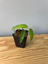 Load image into Gallery viewer, 214. Hoya Burmanica