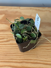 Load image into Gallery viewer, 294. Hoya Curtisii