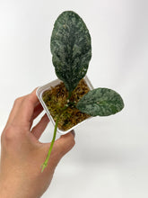 Load image into Gallery viewer, Hoya Waymaniae ‘Cloudy Sky’
