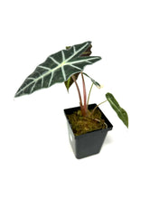 Load image into Gallery viewer, Alocasia Amazonica Variegated F