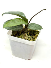 Load image into Gallery viewer, Hoya Carnosa ‘Grey Ghost’