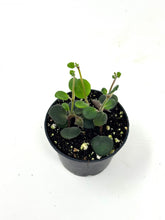 Load image into Gallery viewer, Codonanthe Devosiana 'Paula'