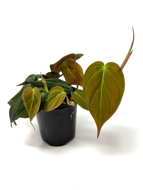 Philodendron Hederaceum ‘Micans’