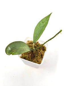 Hoya Germany Silver E