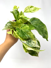 Load image into Gallery viewer, Epipremnum Aureum “Marble Queen”