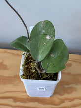 Load image into Gallery viewer, 169. Hoya Silver Dollar