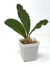 Load image into Gallery viewer, Hoya Erythrina