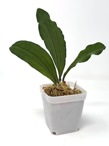 Hoya Erythrina