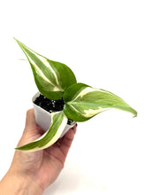 Load image into Gallery viewer, Philodendron ‘Silver Stripe’