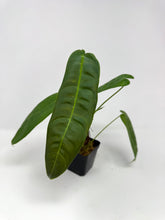 Load image into Gallery viewer, Philodendron Sharoniae