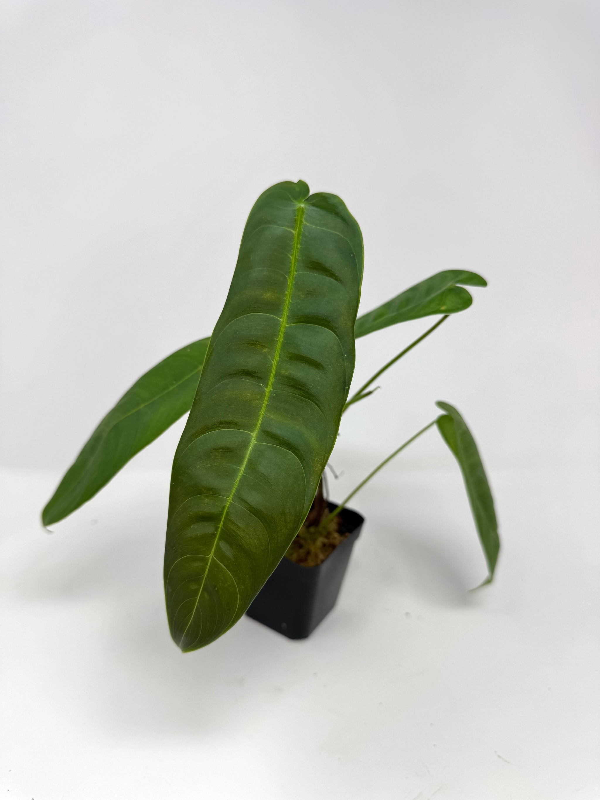 Rare and unique plants – Tagged 