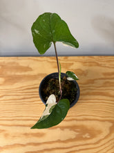 Load image into Gallery viewer, 140. Syngonium Podophyllum Albo Variegated