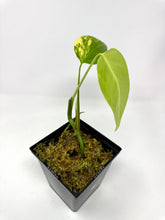 Load image into Gallery viewer, Monstera Deliciosa Aurea Variegated E