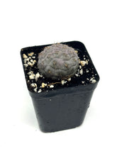 Load image into Gallery viewer, Tephrocactus Geometricus