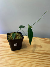 Load image into Gallery viewer, 16. Hoya Cystiantha