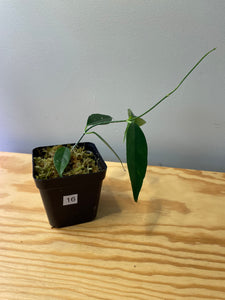 16. Hoya Cystiantha