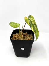 Load image into Gallery viewer, Philodendron Gloriosum Variegated E
