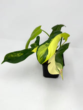 Load image into Gallery viewer, Philodendron Bipennifolium Violin Variegated H
